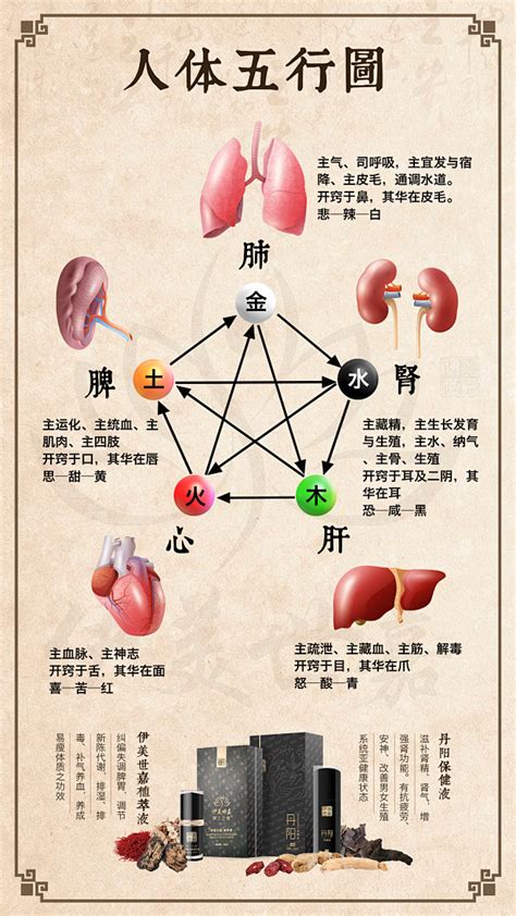 内脏五行|中医给五脏划分了五行属性，十分精准，古人是如何做。